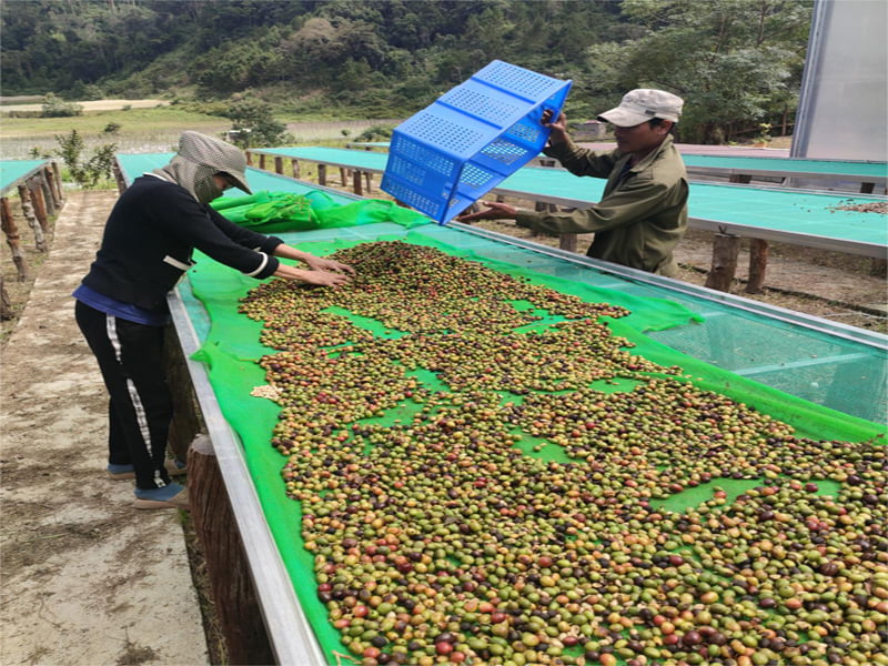 Customer case of coffee cherry sorting in customer site