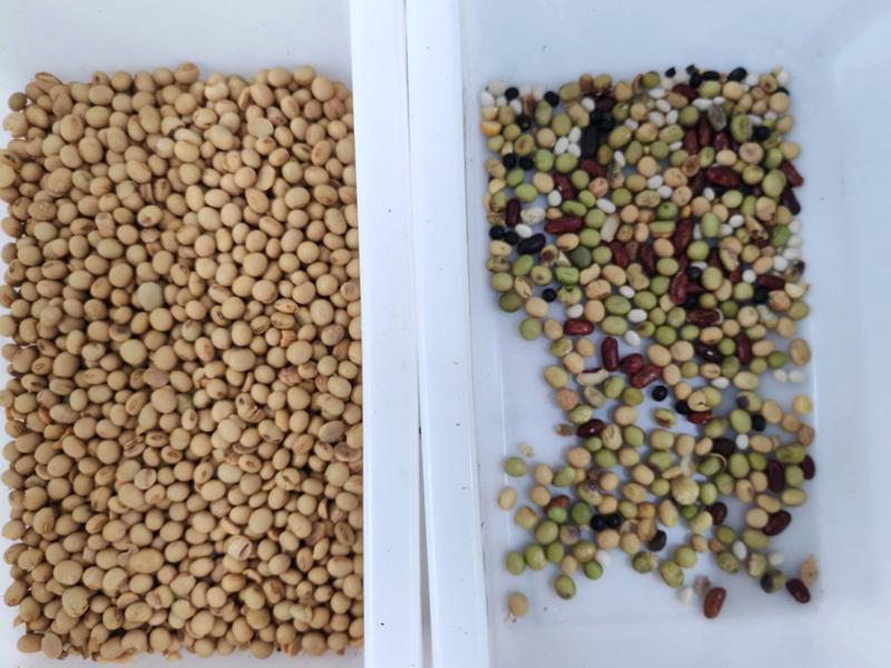 TOPSORT mini color sorter sorting for soybean with 99.99% sorting precision