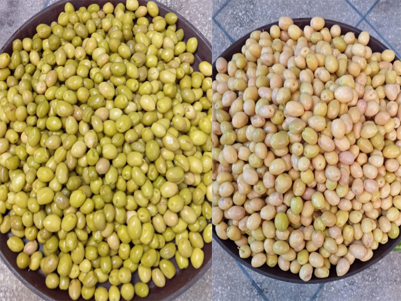 TOPSORT waterproof olive color sorter from customer site
