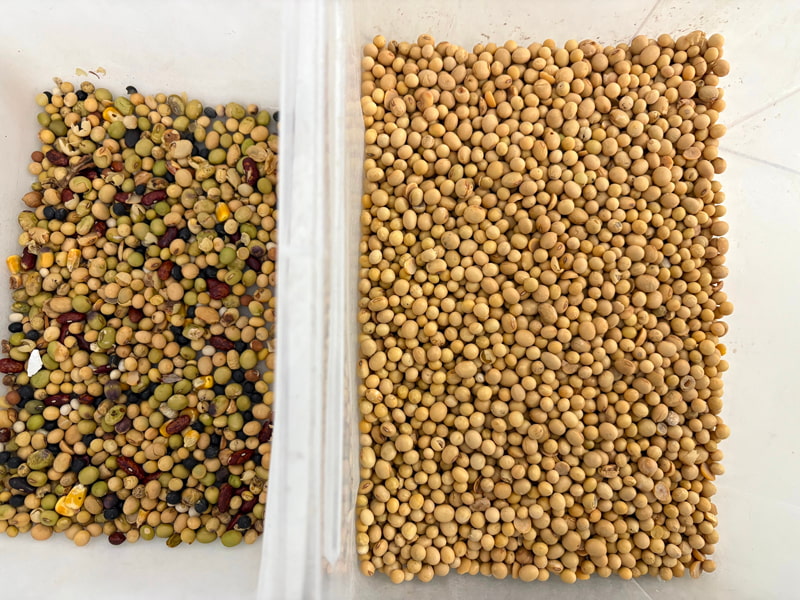 TOPSORT high sorting accuracy soybean color sorter