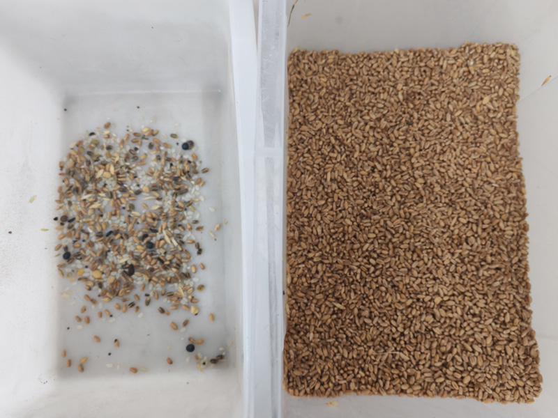 TOPSORT high capacity wheat color sorter