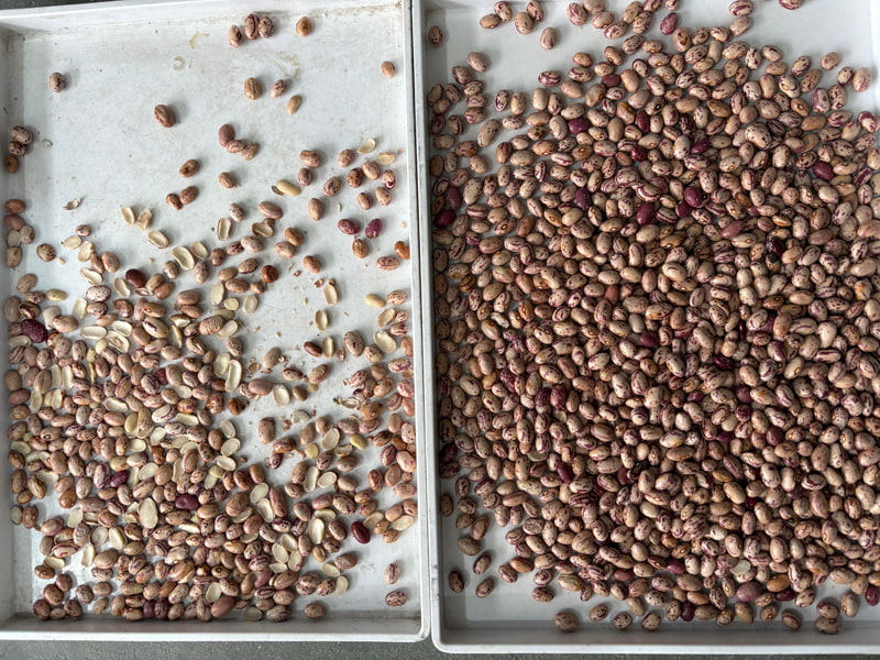 TOPSORT AI deep learning color sorter sorting for wrinkled and half beans