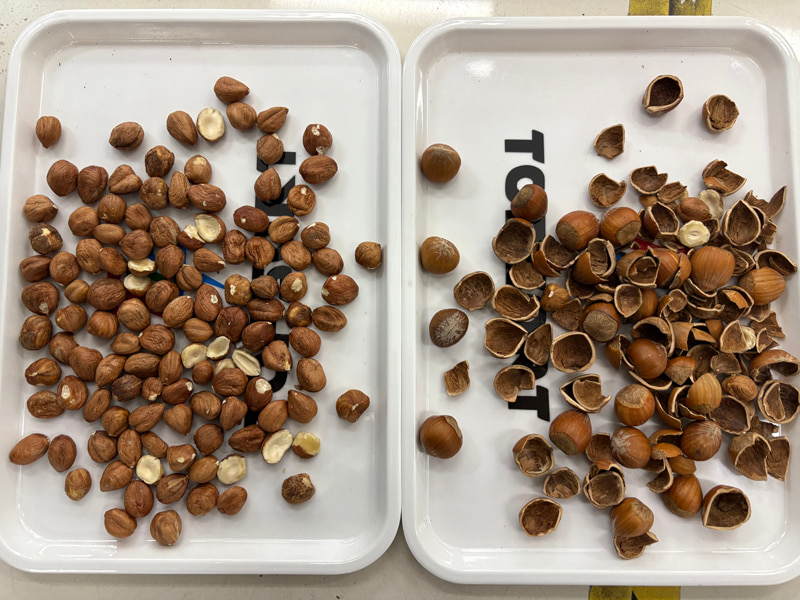 TOPSORT High accuracy hazelnut AI color sorter with new deep learning technology