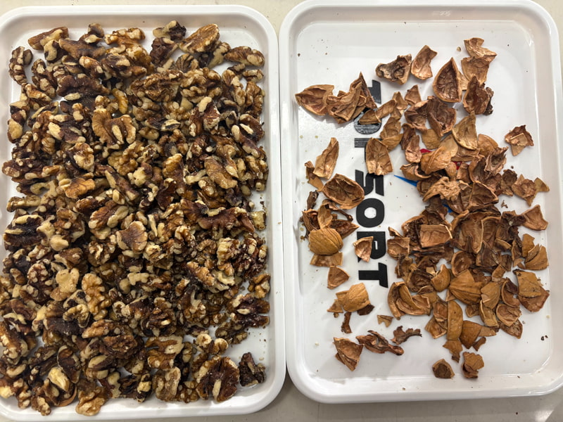 TOPSORT walnut AI color sorter with high resolution cameras