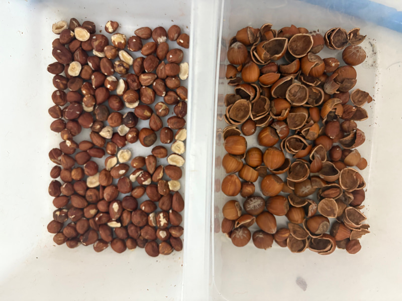 TOPSORT Nuts kernel and shell AI sorter with deep learning technology