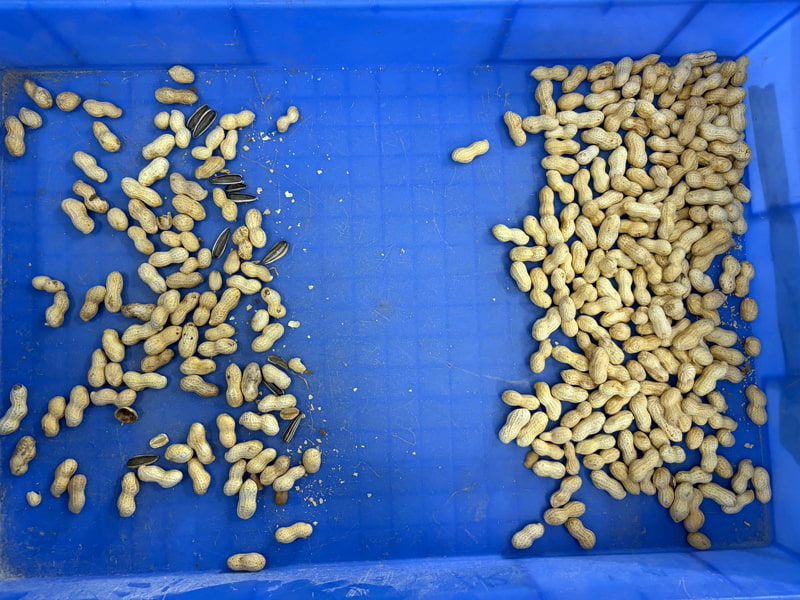 TOPSORT 2 chutes peanut color sorter with high sorting accuracy