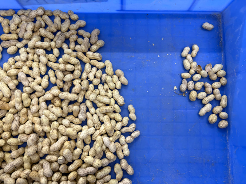 TOPSORT 2 chutes peanut color sorter with shape sorting function