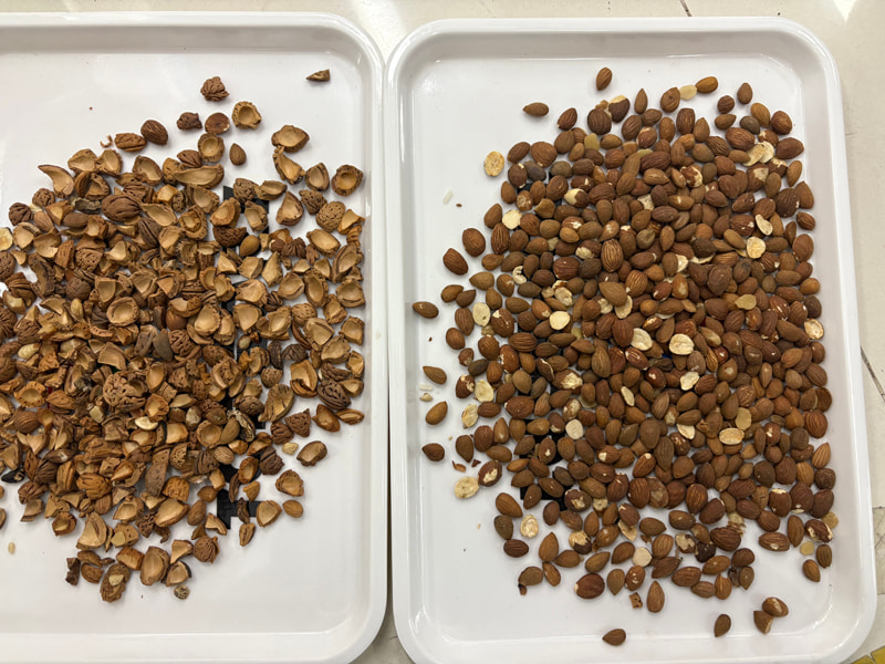 TOPSORT Almond AI color sorter manufacturer